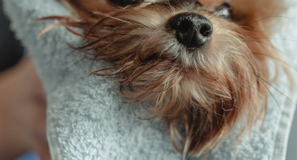 What shampoo we use in our SPA?