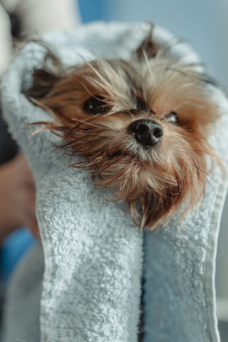 What shampoo we use in our SPA?